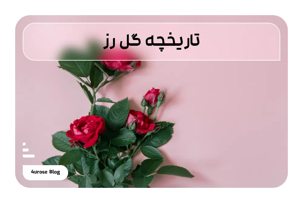 تاریخچه گل رز