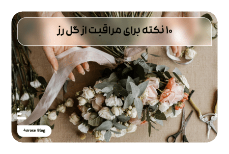 ۱۰ نکته برای مراقبت از گل رز
