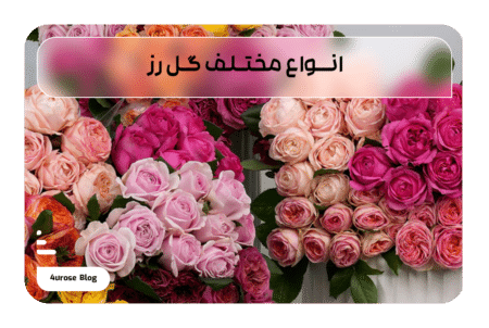 انواع مختلف گل رز
