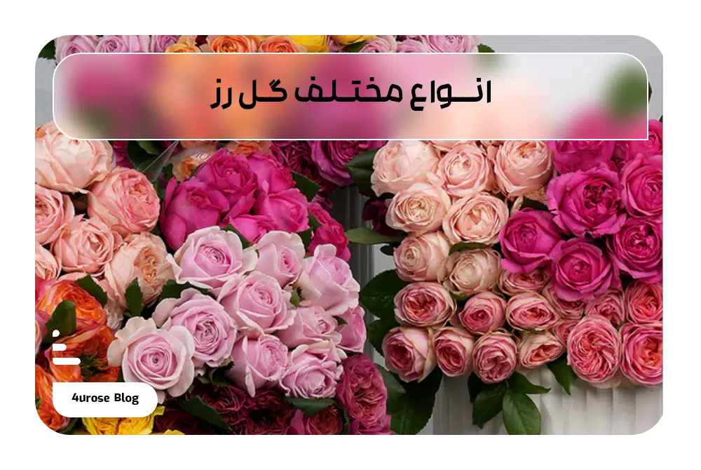 انواع مختلف گل رز