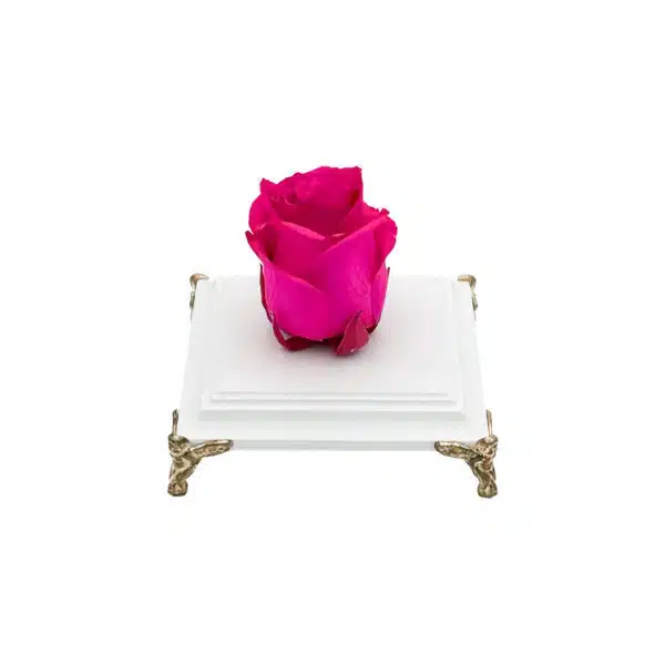 رز جاودان سرخابی - RB1