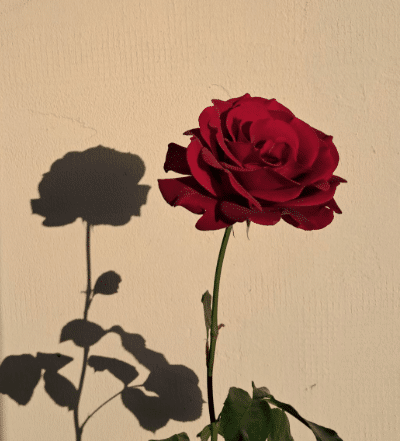 Artboard – 6