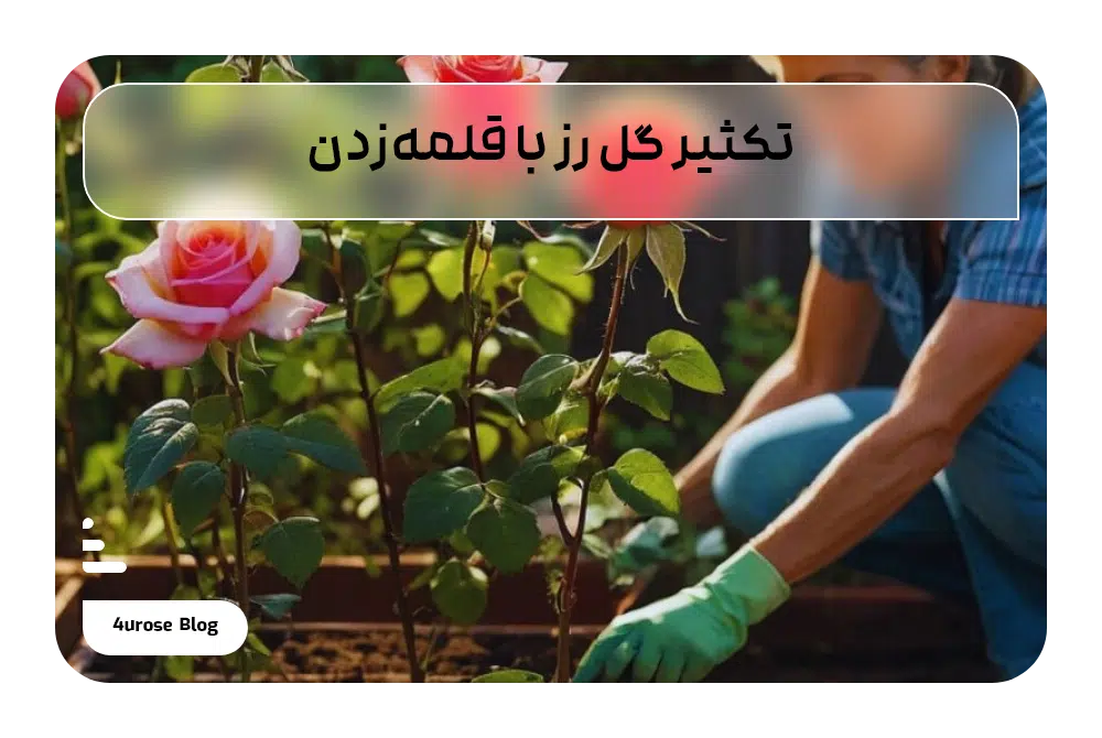 تکثیر گل رز با قلمه زدن