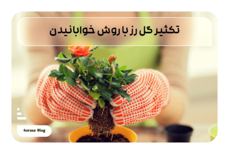تکثیر گل رز با روش خوابانیدن