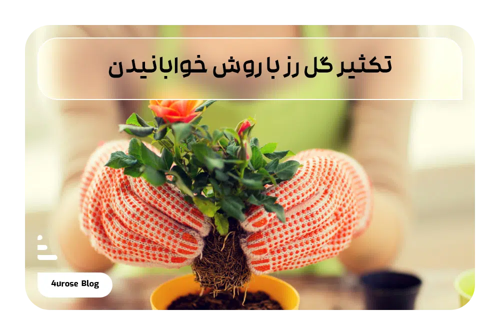 تکثیر گل رز با روش خوابانیدن