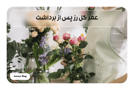 عمر گل رز پس از برداشت