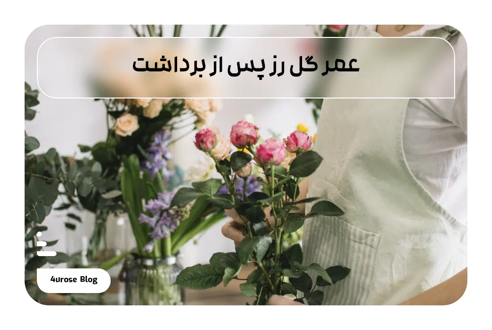 عمر گل رز پس از برداشت