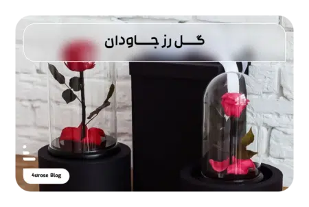 گل رز جاودان