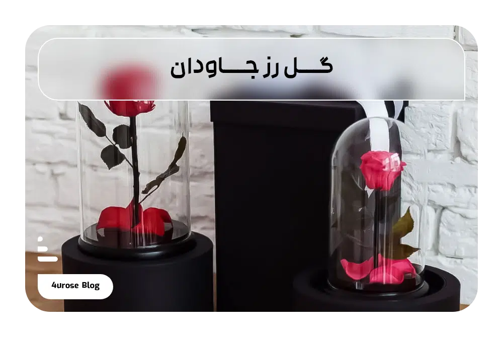 گل رز جاودان