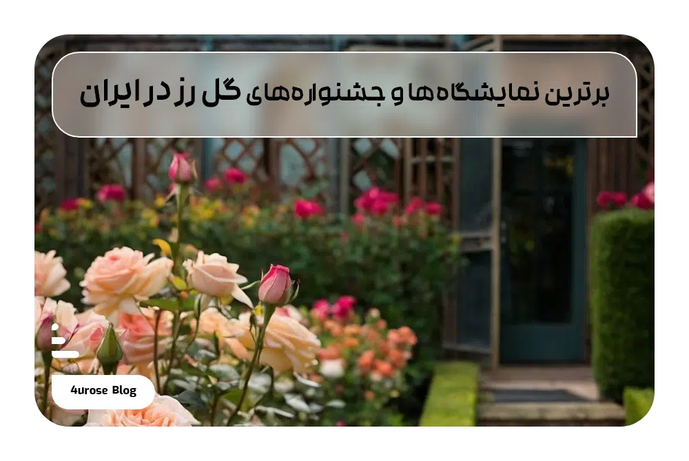 جشنواره گل رز در ایران برترین نمایشگاهها و جشنوارههای گل رز در ایران