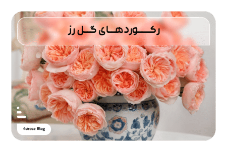رکوردهای گل رز