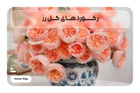 رکوردهای گل رز
