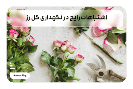 اشتباهات رایج در نگهداری گل رز