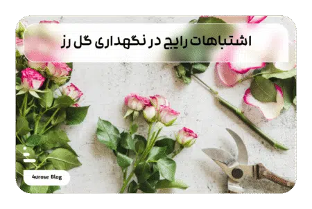 اشتباهات رایج در نگهداری گل رز