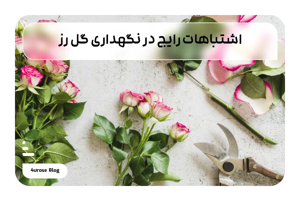 اشتباهات رایج در نگهداری گل رز