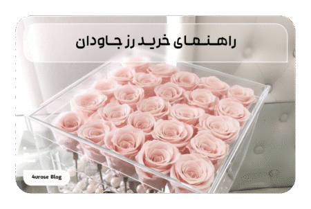 راهنمای خرید رز جاودان
