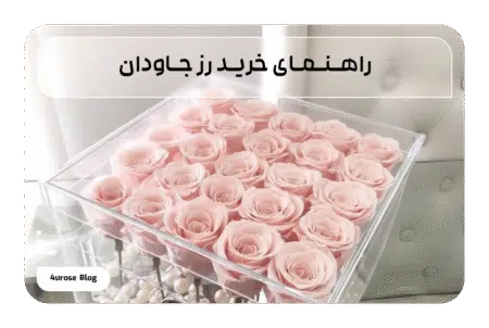 راهنمای خرید رز جاودان