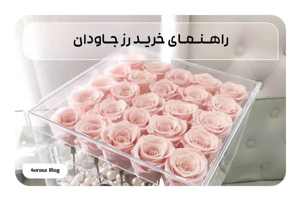 راهنمای خرید رز جاودان