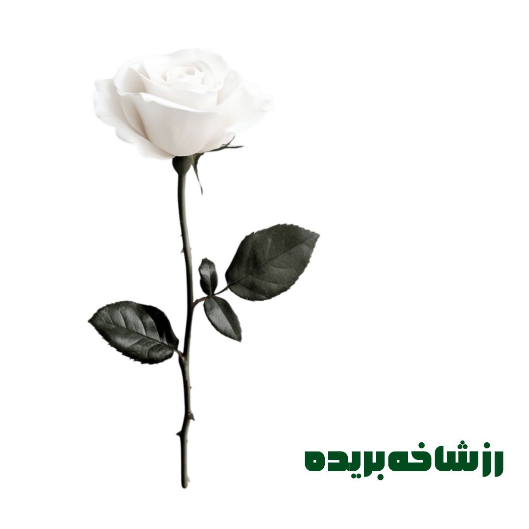 رز شاخه بریده