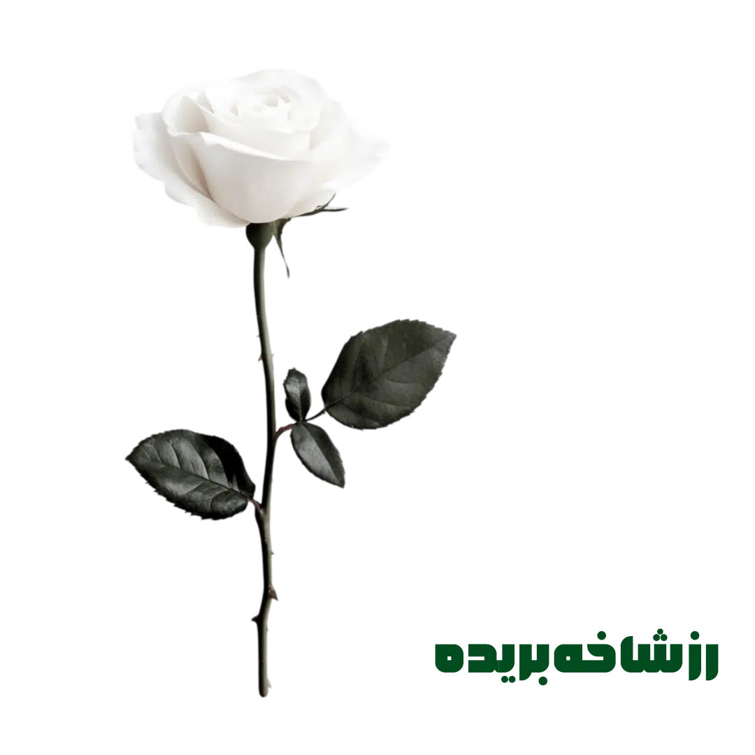 رز شاخه بریده