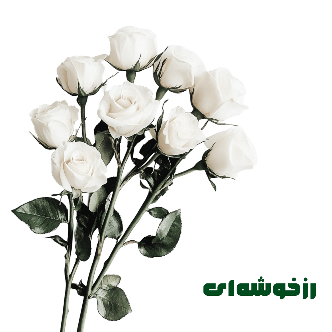 رز خوشه ای