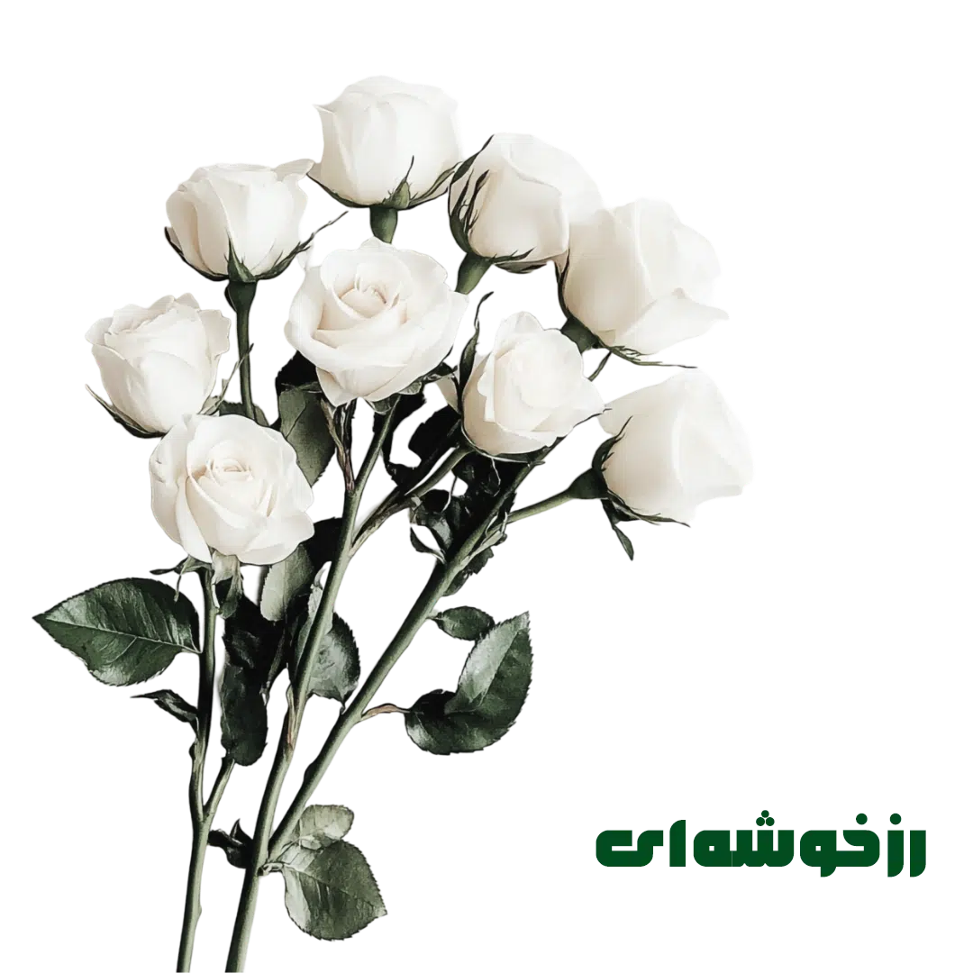 رز خوشه ای