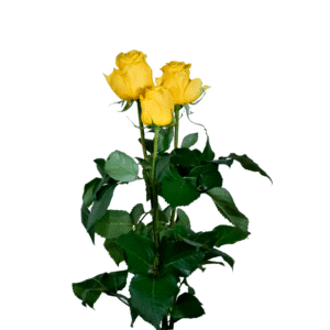رز شاخه بریده زرد کهربایی