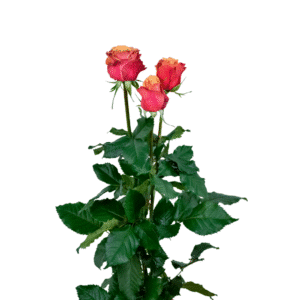 رز شاخه بریده هلویی