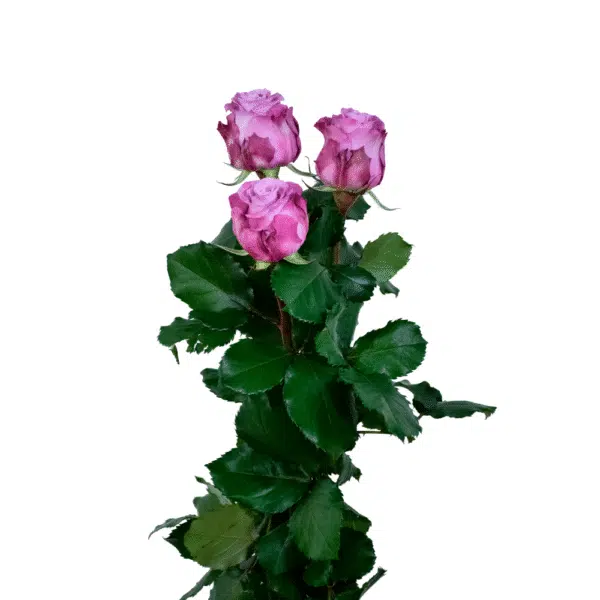 رز شاخه بریده ارکیده