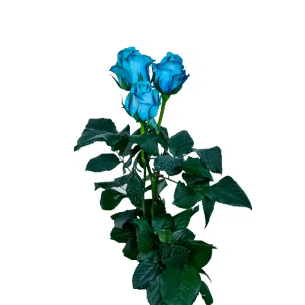 رز شاخه بریده آبی روشن