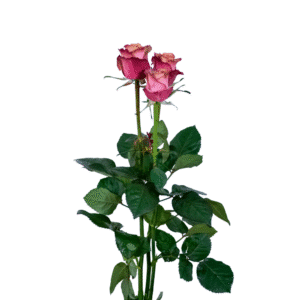 رز شاخه بریده هلویی زرشکی