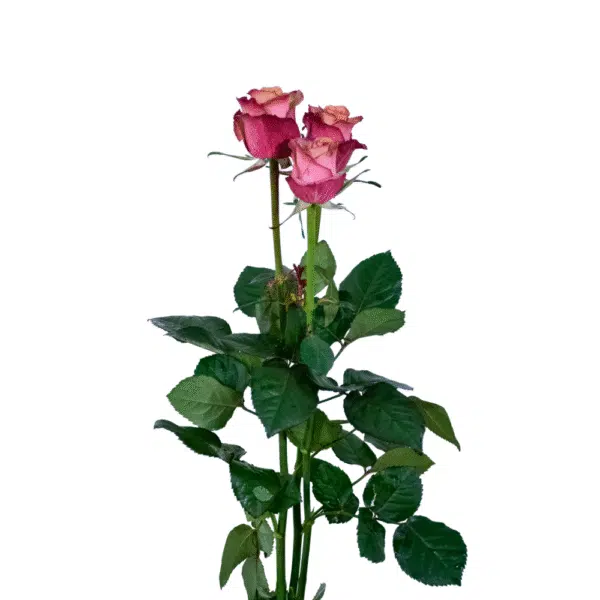 رز شاخه بریده هلویی زرشکی