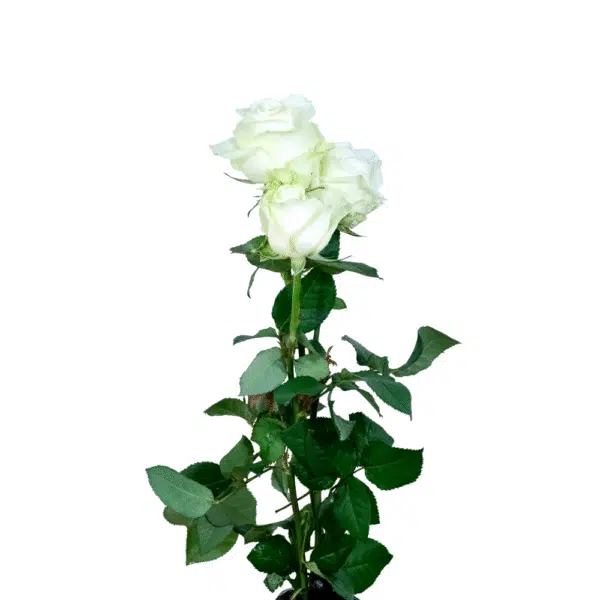 رز شاخه بریده سفید