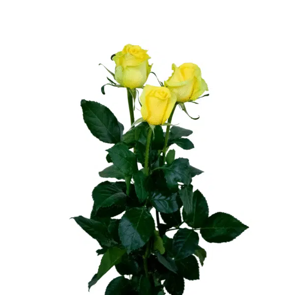 رز شاخه بریده زرد