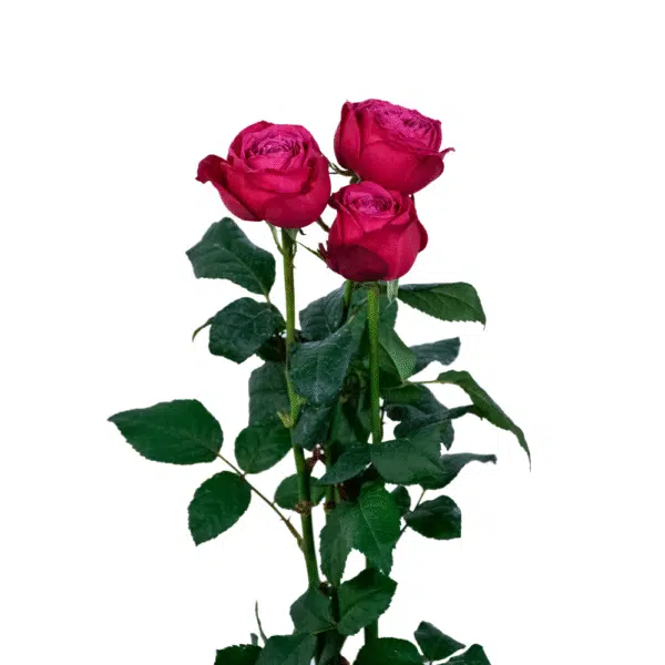 رز ژولیت سرخابی