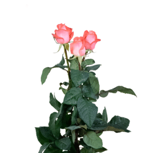 رز شاخه بریده سفید نارنجی