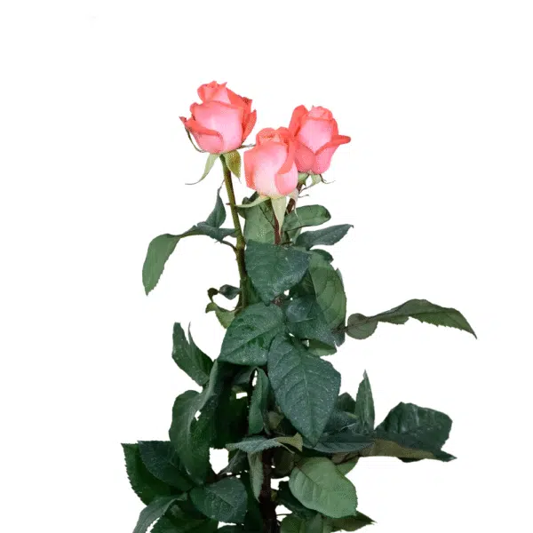 رز شاخه بریده سفید نارنجی