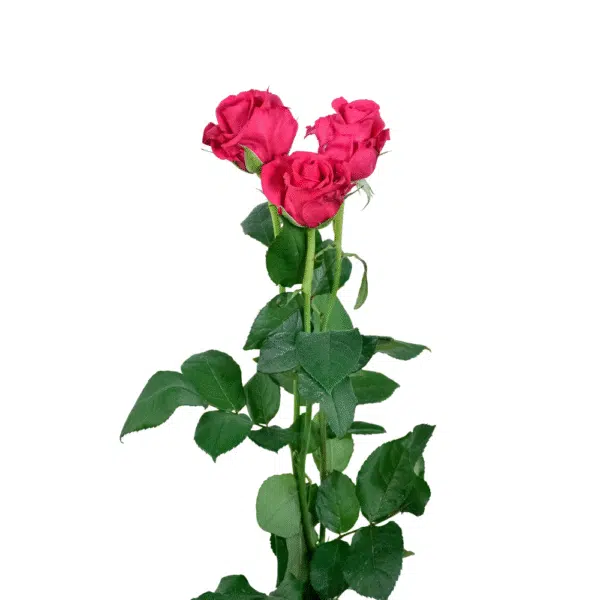 رز شاخه بریده سرخابی