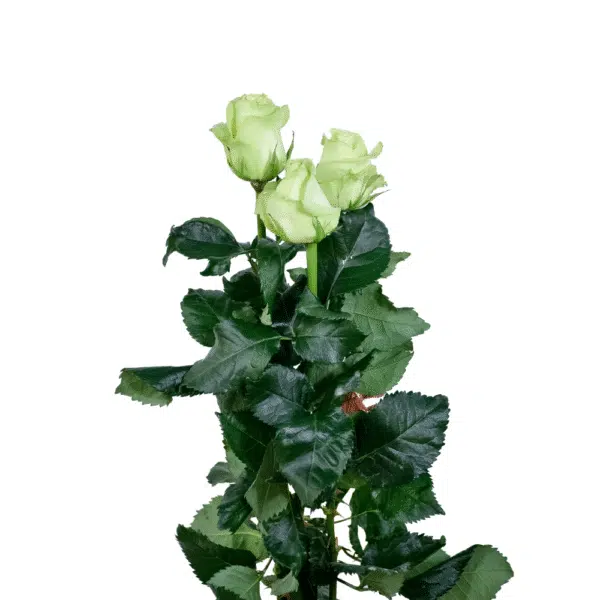رز شاخه بریده سبز