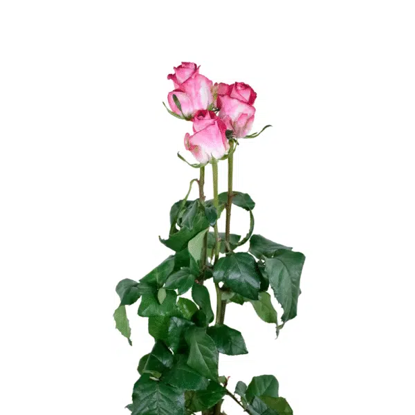 رز شاخه بریده سفید سرخابی
