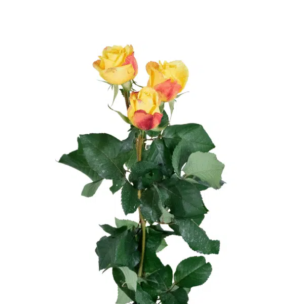 رز شاخه بریده زرد نارنجی