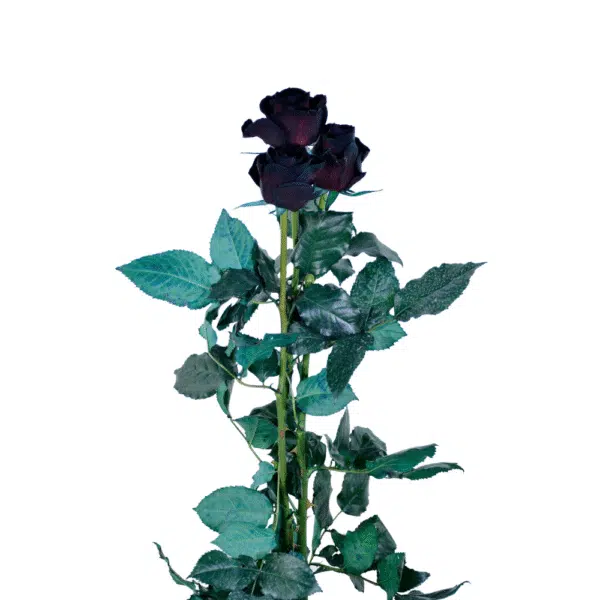 رز شاخه بریده مشکی