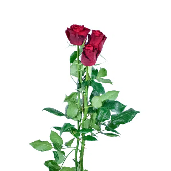 رز شاخه بریده قرمز شرابی