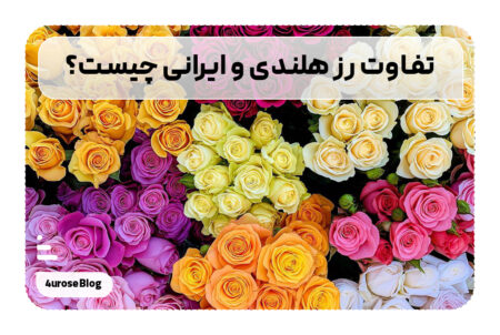 تفاوت رز هلندی و ایرانی چیست؟
