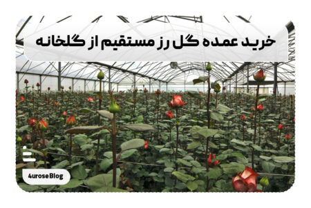 خرید عمده گل رز مستقیم از گلخانه