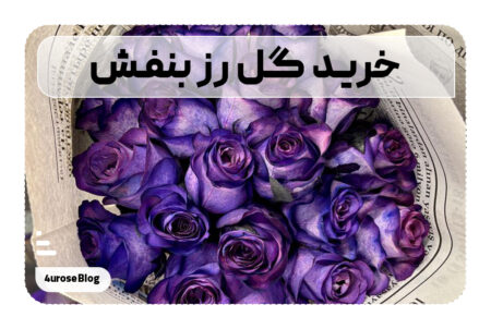 خرید گل رز بنفش