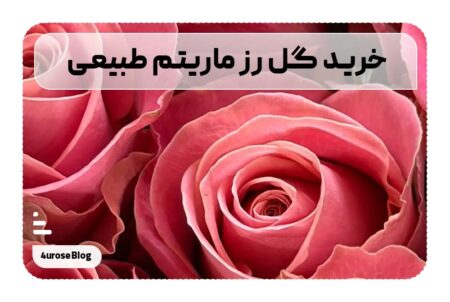 خرید گل رز مارتیم