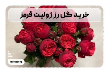 خرید گل رز ژولیت قرمز