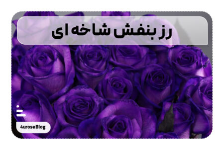 رز بنفش شاخه ای