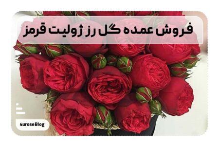 فروش عمده گل رز ژولیت قرمز